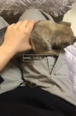 小狗得了犬瘟一直轉圈圈