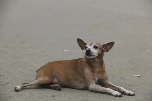 小鹿犬為什么渾身發抖