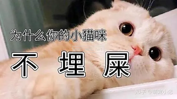 小貓拉屎怎么訓練