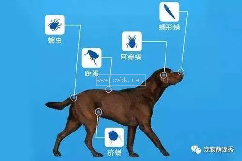 狗狗驅完蟲正常現(xiàn)象