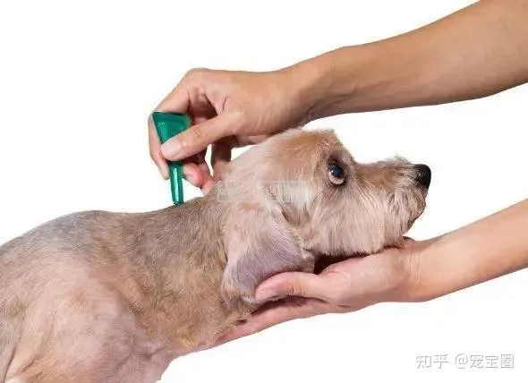 狗狗打完狂犬疫苗后多久可以洗澡