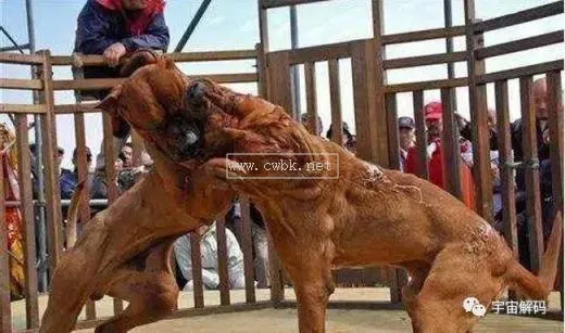 世界獵犬十大排名 