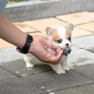 純種的柯基幼犬長(zhǎng)什么樣