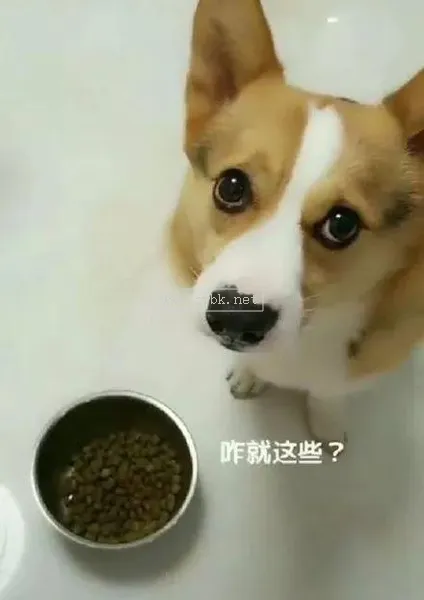 狗狗突然不想吃狗糧