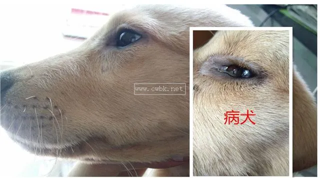 狗狗溫犬病什么癥狀是什么