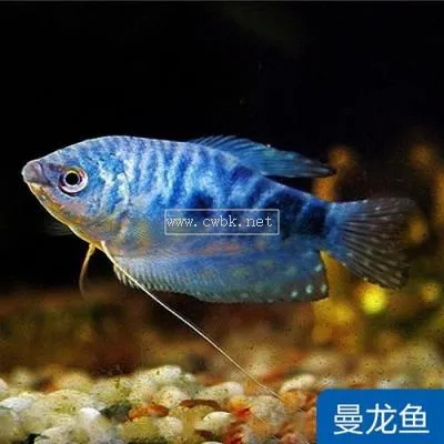 中國觀賞魚之家