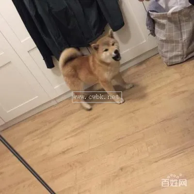 5個月柴犬什么樣子的