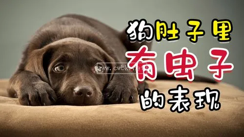 狗狗不吃東西拉不出來怎么辦