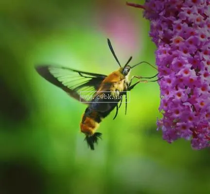 蝴蝶發現花蜜靠什么