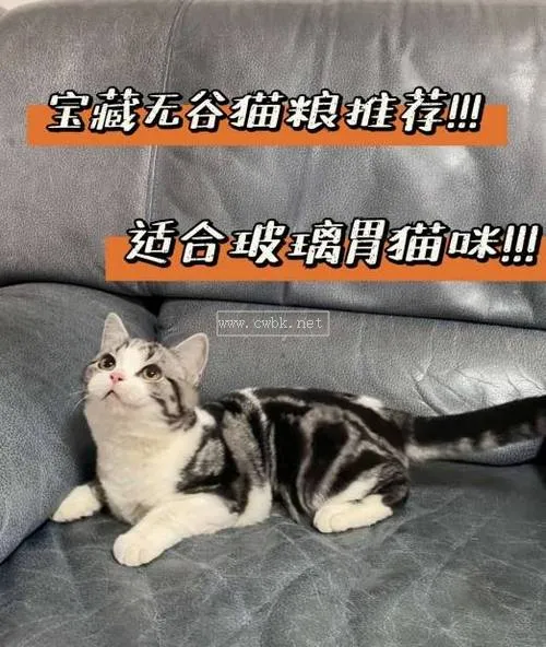 腸胃不好的貓咪吃什么