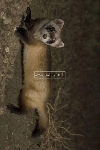 鼬科動物比貓科強嗎