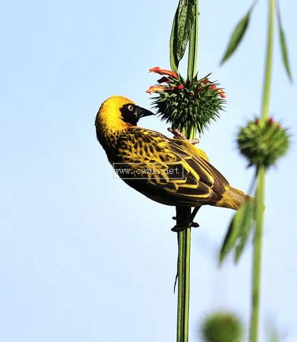 黃鳥叫聲