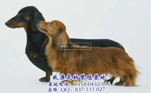 臘腸犬價格