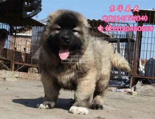 高加索幼犬怎么看純不純