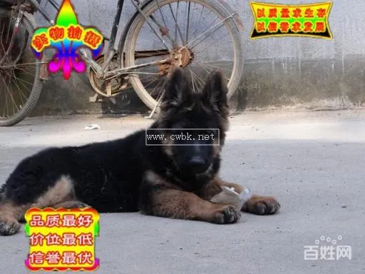 三個月牧羊犬吃什么