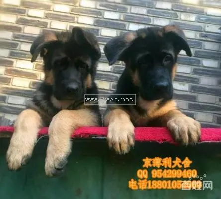 三個月牧羊犬吃什么