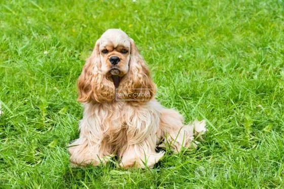 英國可卡犬的優(yōu)缺點 