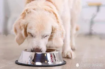 天然狗狗食欲差