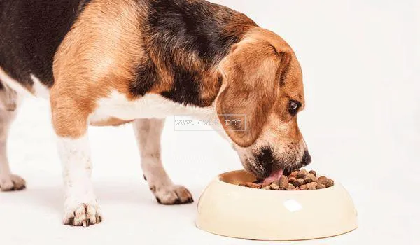 幼犬一直吃狗糧不吃飯