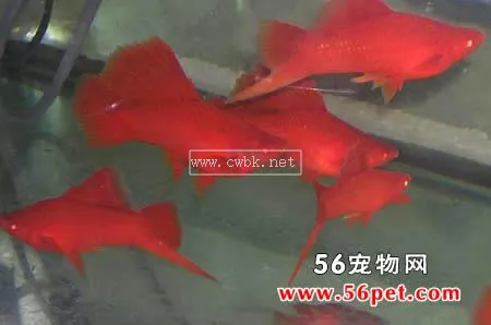 紅劍魚公母區(qū)別