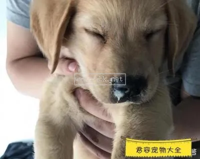 狗狗吃頭孢治療什么癥狀