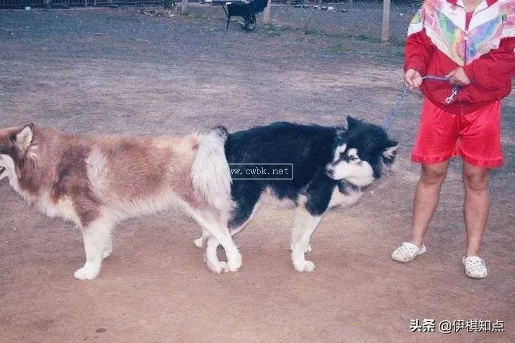 為什么公狗配老是鎖外邊