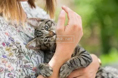 小貓有狂犬病什么癥狀