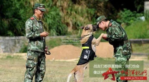 霸氣軍犬名 