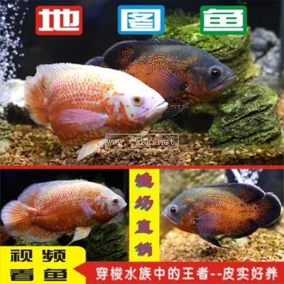 地圖魚蒙眼