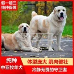 中亞牧羊犬的標(biāo)準(zhǔn)體型 