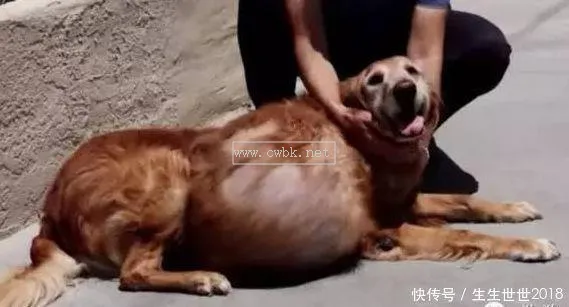 狗狗吃多肚子脹氣怎么辦