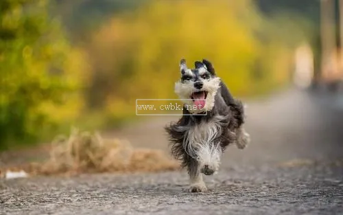 什么狗狗比較獨立不愛叫