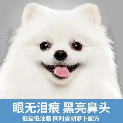 狗狗傅美吃什么狗糧好