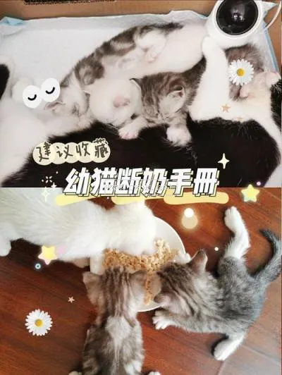 小貓斷奶 后吃什么