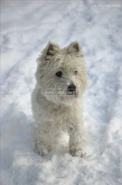 梗類犬