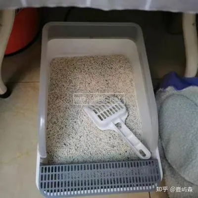 小貓到處亂拉屎怎么辦