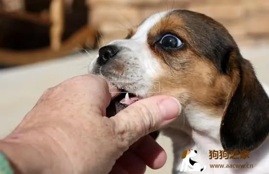 小貓狂犬病初期癥狀