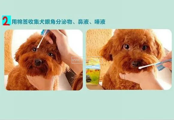 犬瘟熱癥狀