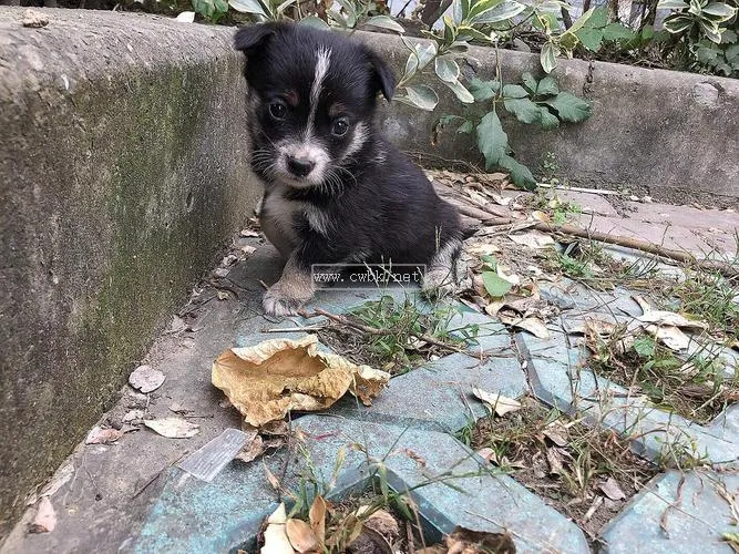 杭州哪里有賣小狗的