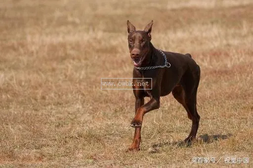 杜賓犬小時候 