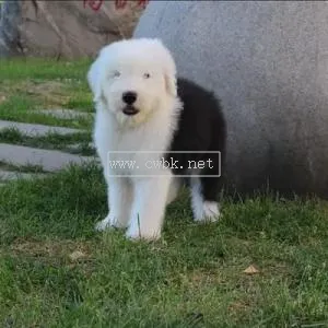 上海福祿犬舍怎么樣