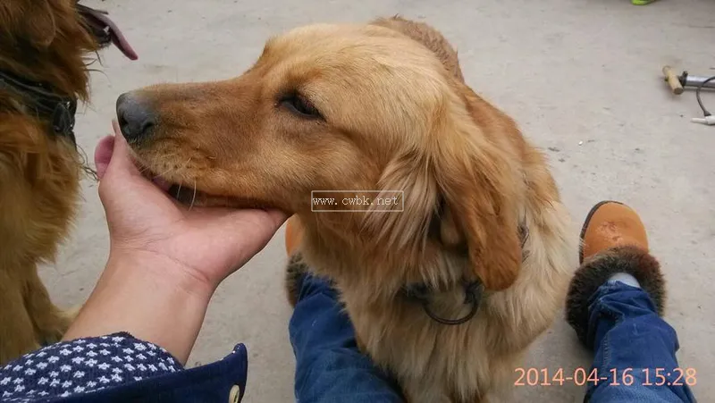 金毛犬怎么看純不純圖解