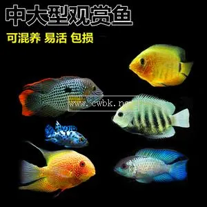 飛鳳魚的飼養(yǎng) 