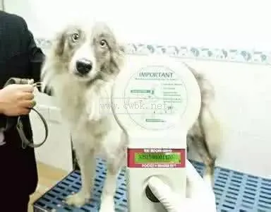 犬芯片什么意思