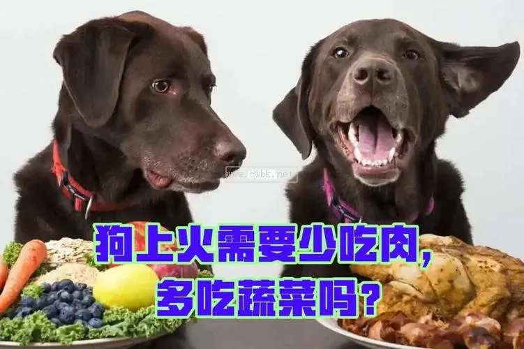 狗狗就愛吃肉怎么辦