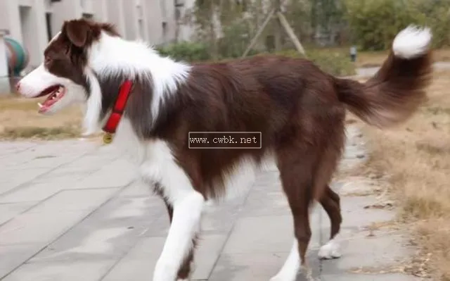 邊牧牧羊犬邊牧狗(邊牧是邊牧狗是狗)萌寵