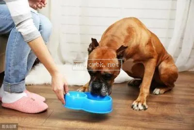 狗狗今天突然不吃飯