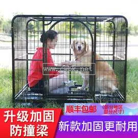 金毛幼犬咬籠子金毛 