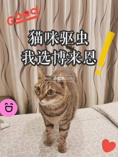 貓咪什么時候可以驅蟲