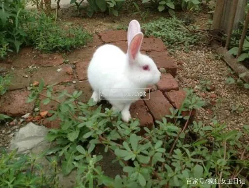 寵物兔子養殖